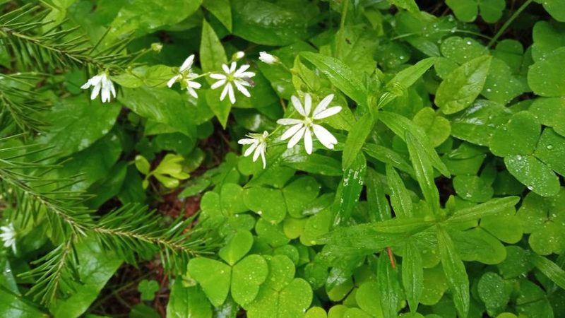 Stellaria bungeana, photographed by Tatiana Strus