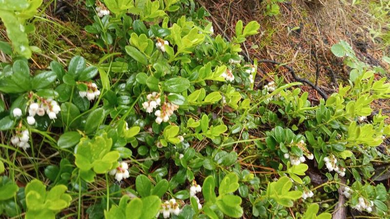 Vaccinium vitis-idaea, photographed by Tatiana Strus