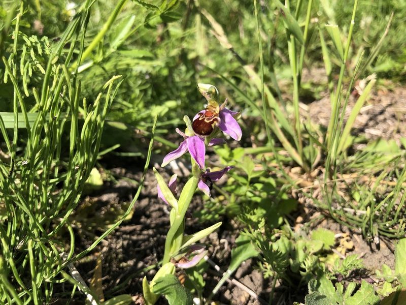 Ophrys apifera, photographed by SamKelly
