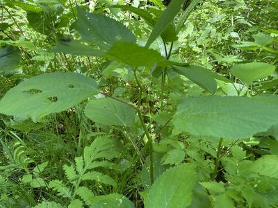 Laportea canadensis, photographed by Tom Scavo