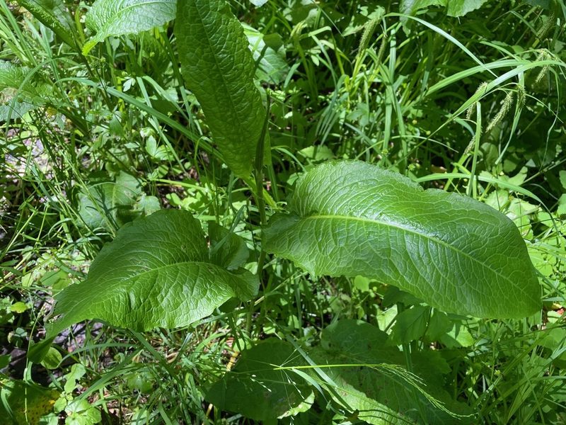 Rumex obtusifolius, photographed by Tom Scavo