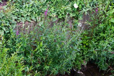 Lythrum salicaria, photographed by Andrew Skotnicki