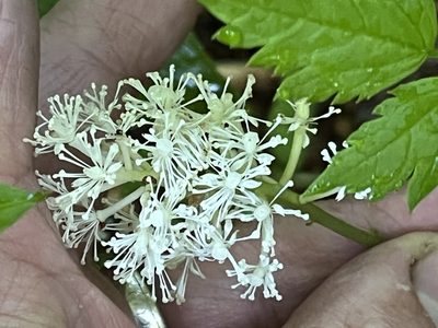 Actaea pachypoda