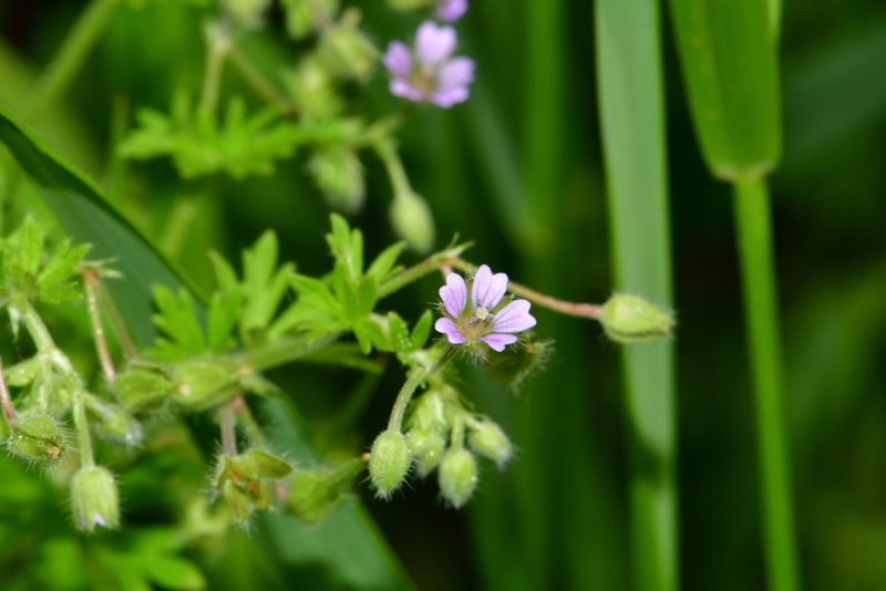 Geranium pusillum, photographed by Поляков Александр