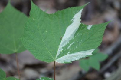Acer pensylvanicum, photographed by Steven Lamonde
