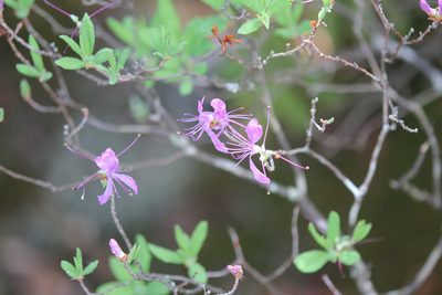 Rhododendron canadense
