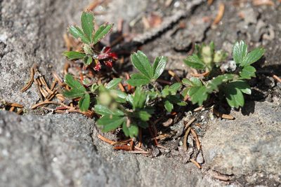Sibbaldia tridentata, photographed by Steven Lamonde