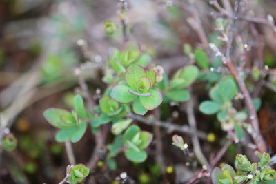 Vaccinium uliginosum, photographed by Steven Lamonde