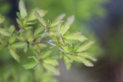 Ilex mucronata, photographed by Steven Lamonde
