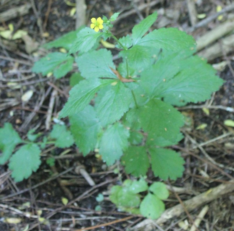 Geum urbanum, photographed by Daria