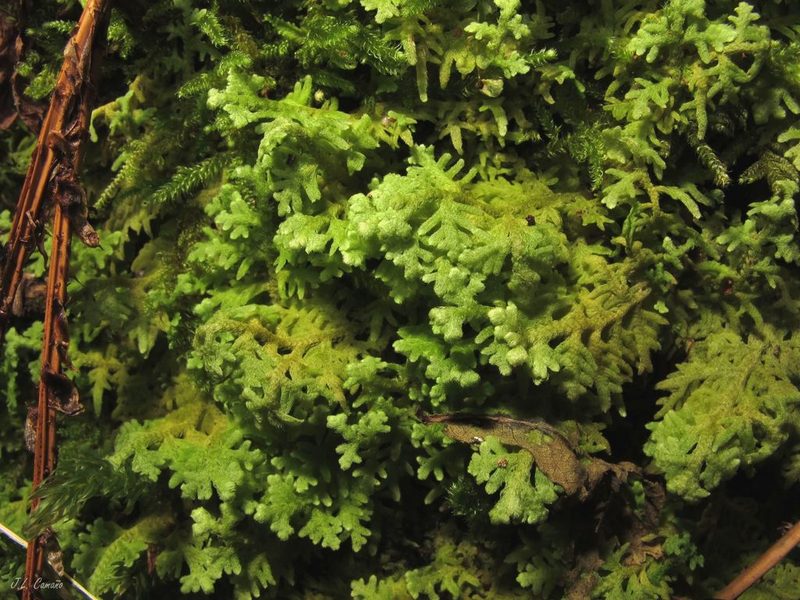 Trichocolea tomentella, photographed by José Luis Camaño