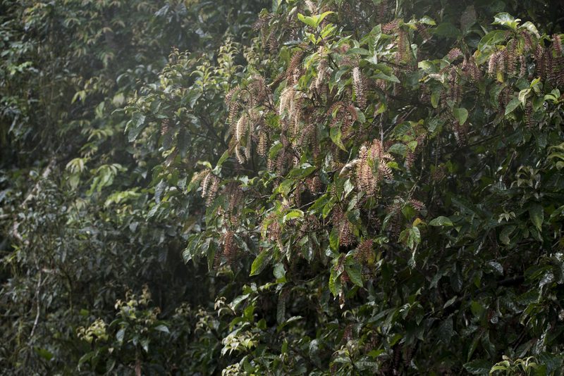 Helicia formosana, photographed by Licheng Shih