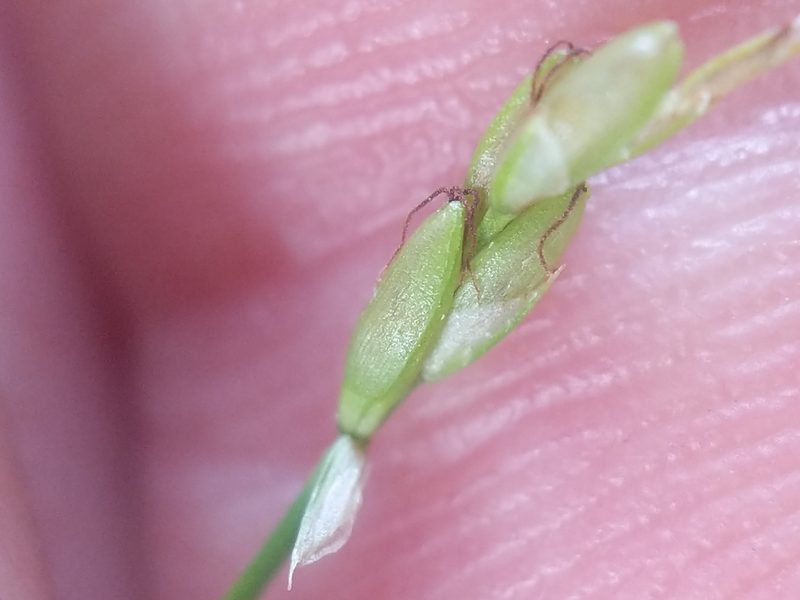 Carex leptalea, photographed by Matt Schultz