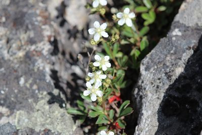 Sibbaldia tridentata, photographed by Steven Lamonde