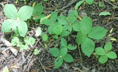Paris quadrifolia, photographed by Daria