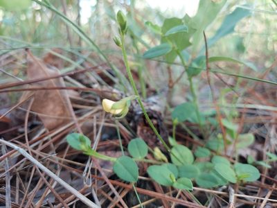 Crotalaria rotundifolia