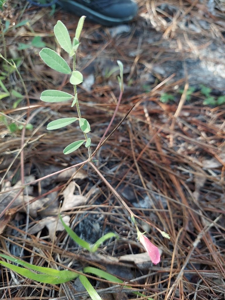 Tephrosia hispidula, photographed by Athena Philips