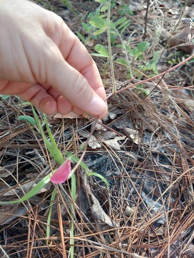 Tephrosia hispidula, photographed by Athena Philips