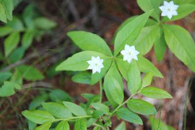 Lysimachia borealis, photographed by Steven Lamonde