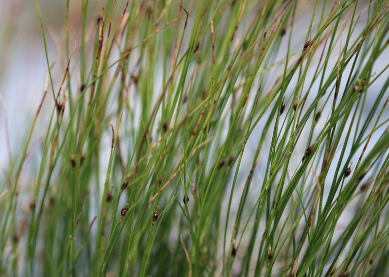 Oreojuncus trifidus, photographed by Steven Lamonde