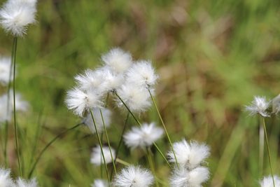 Eriophorum vaginatum, photographed by Steven Lamonde