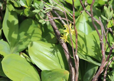 Clintonia borealis, photographed by Steven Lamonde