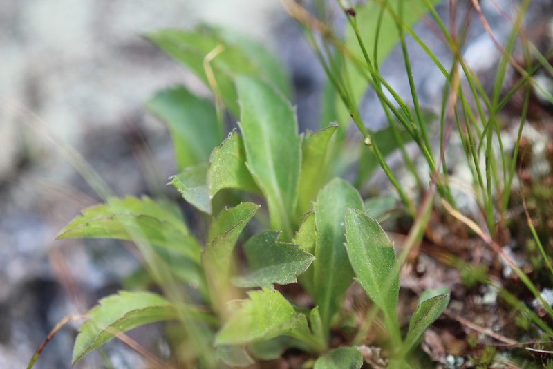 Solidago leiocarpa, photographed by Steven Lamonde