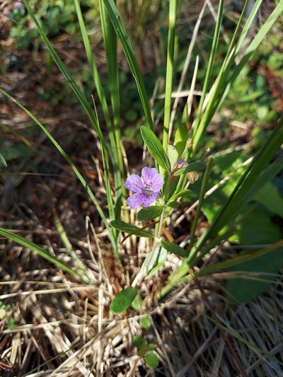 Dyschoriste oblongifolia, photographed by Athena Philips