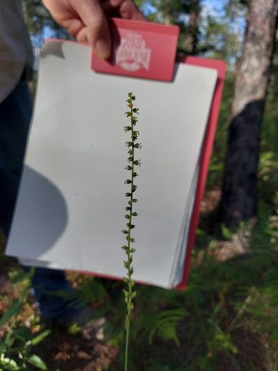 Schoenocaulon dubium