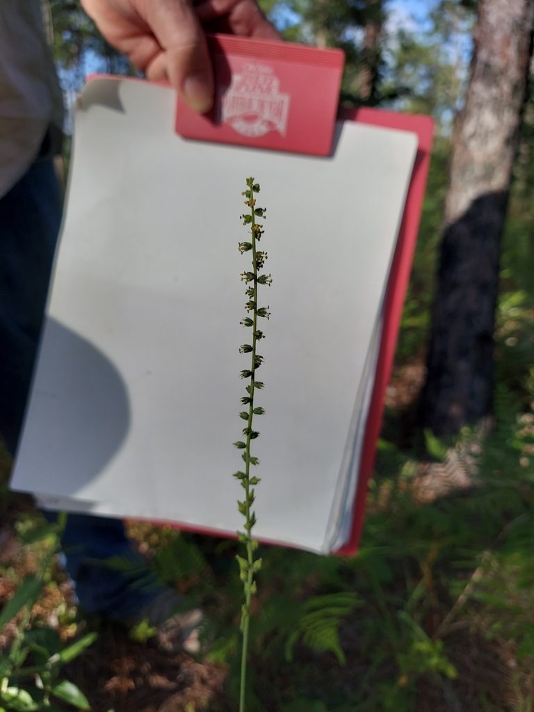 Schoenocaulon dubium, photographed by Athena Philips