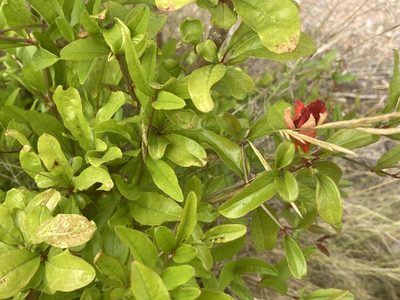 Punica granatum, photographed by Marc Riera
