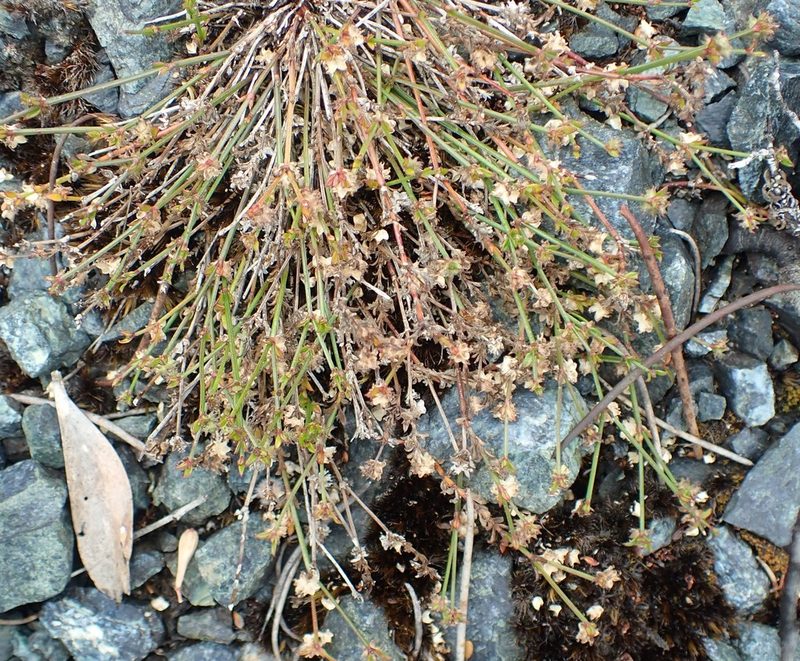 Opercularia varia, photographed by corunastylis