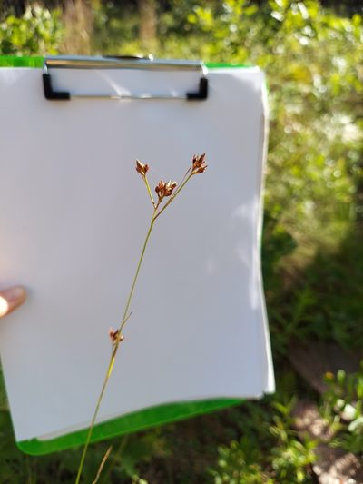 Rhynchospora grayi, photographed by Athena Philips