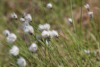 Eriophorum vaginatum, photographed by Steven Lamonde