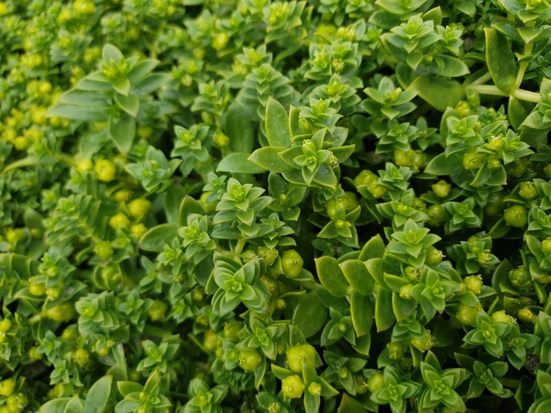 Honckenya peploides, photographed by Ben Thomas