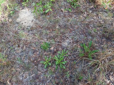 Eriogonum tomentosum