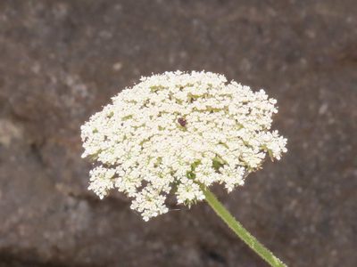 Daucus carota, photographed by Emanuele Santarelli