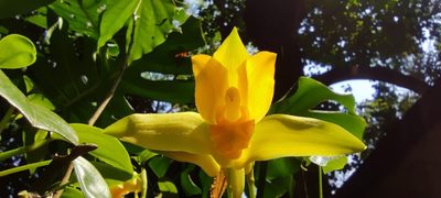 Lycaste consobrina, photographed by J Alejandro González Castillo