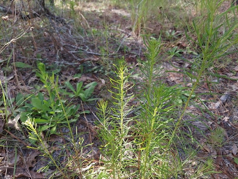 Balduina angustifolia, photographed by Athena Philips