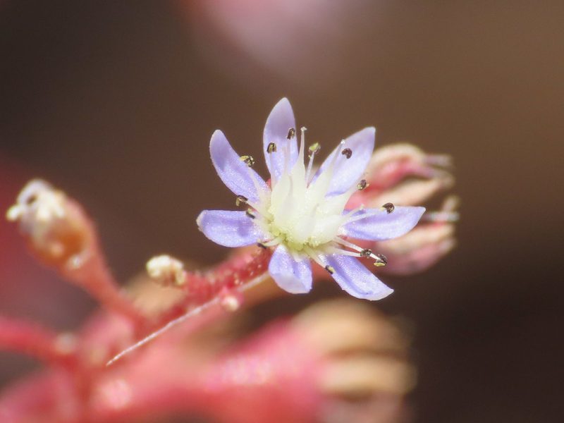 Sedum caeruleum, photographed by Emanuele Santarelli