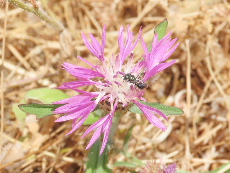 Centaurea napifolia, photographed by Emanuele Santarelli