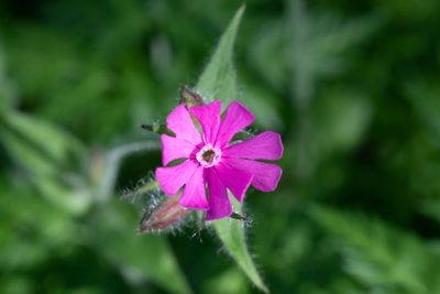 Silene dioica, photographed by Jani Kettunen
