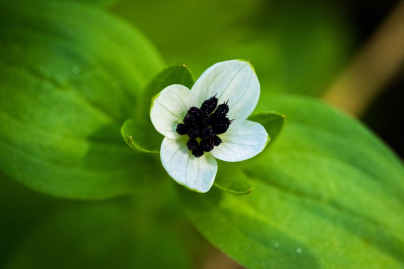 Cornus suecica, photographed by Jani Kettunen
