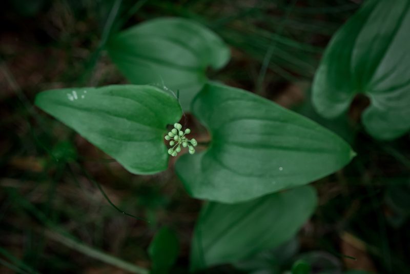 Maianthemum bifolium, photographed by Jani Kettunen