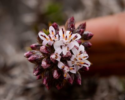 Oxyphyllum ulicinum, photographed by Nicolás Villaseca Merino