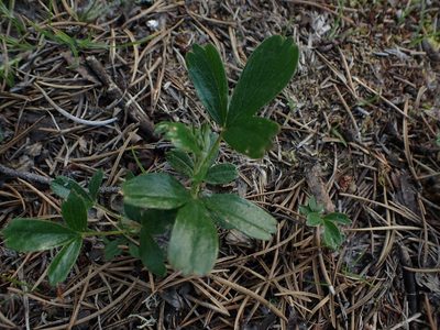 Sibbaldia tridentata, photographed by Mary Krieger