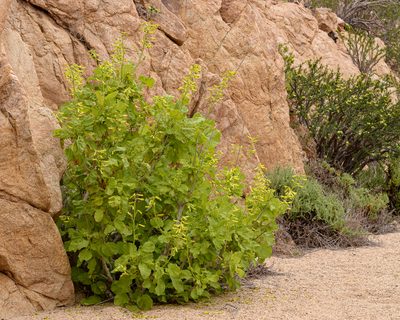 Nicotiana solanifolia, photographed by Nicolás Villaseca Merino