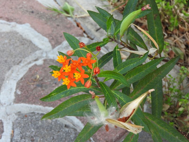 Asclepias curassavica, photographed by Oscar Alejandro Morales Juárez