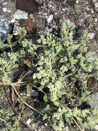 Mentzelia micrantha, photographed by Lightning Star Sky / Skyler Noah Wall
