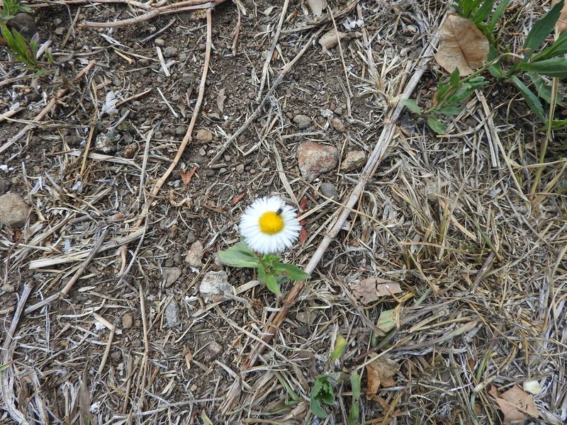 Erigeron longipes, photographed by Oscar Alejandro Morales Juárez